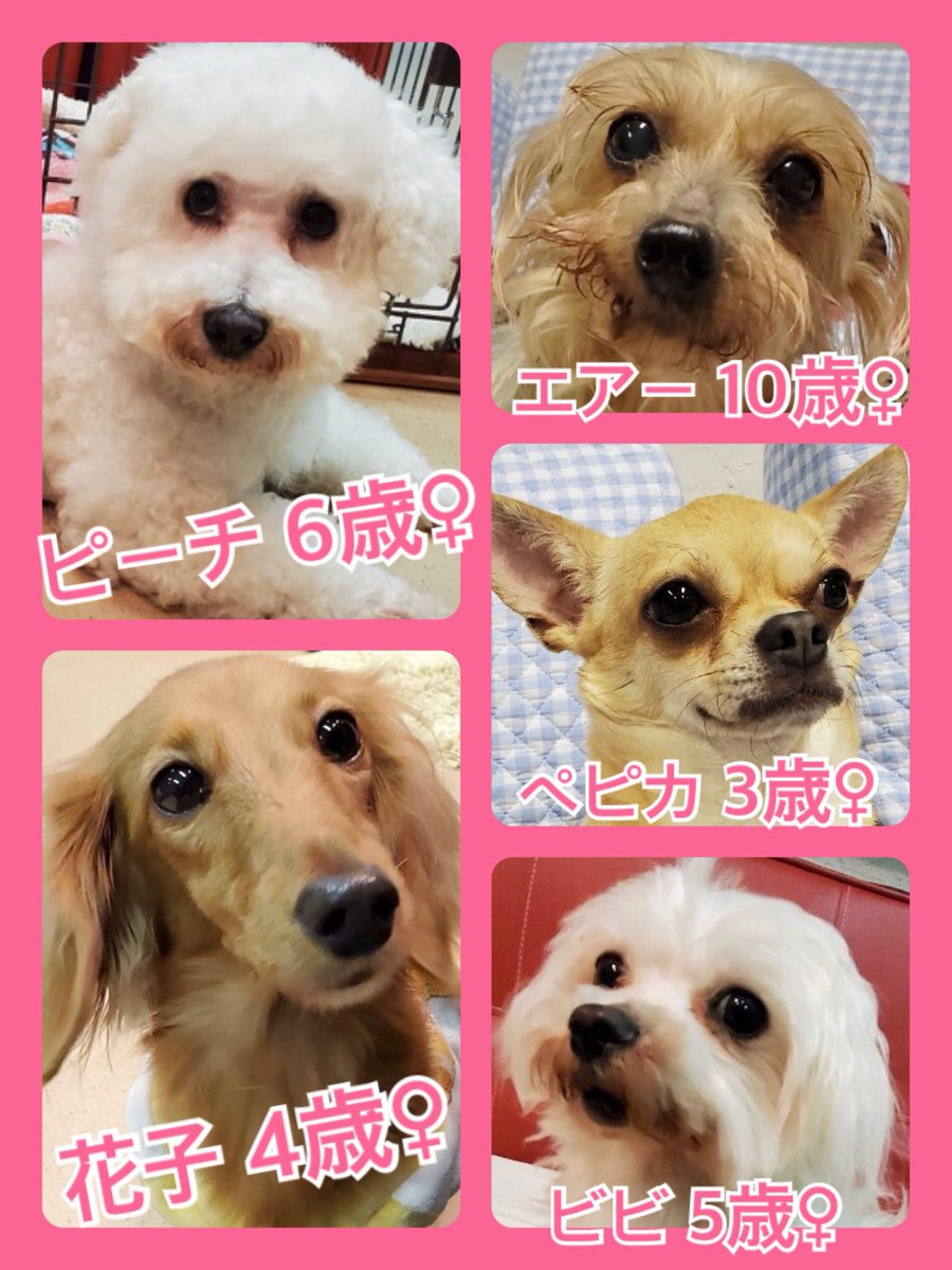 🐾今日の里親様募集中ワンコ🐶メンバーです🐾2020,4,5